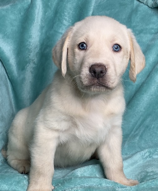 Adopted Dogs  DFW Labrador Retriever